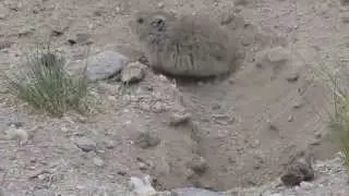 himalayan pika digging with powerful rear paws