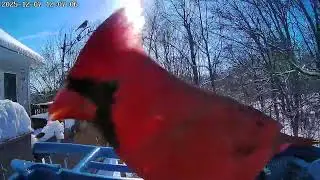 Hungry birds need to eat too and this cardinal is not wanting to share 