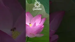 Makna Mendalam di Balik Bunga Lotus: Simbol Kedamaian dan Pencerahan #shorts #lotusflower