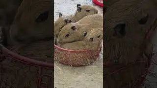 Естественная капибара