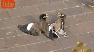 Top 5 bird fights caught on camera ( seagulls at war) Must  Watch!!!
