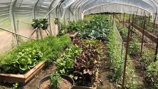 This is CRAZY! Greenhouse Garden Update