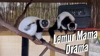 Lemur Mama Drama