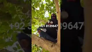 Kala Jadu Ka Saya Khatam | Jinnat Ka Saya #jinnatkailaj #kalajadukator #amilbabainuk #onlineamilbaba
