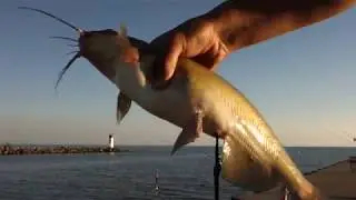 Catfish fishing at Dunville Ontario