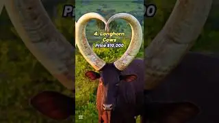 Top 5 Most Expensive 😍😍 Cow Breeds In The World #shorts #viralshort #cow