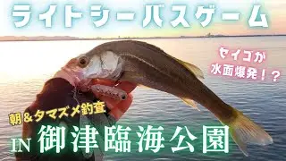 【ライトゲーム】朝＆夕マズメ釣査　御津臨海公園でライトシーバスゲーム　2023年9月末
