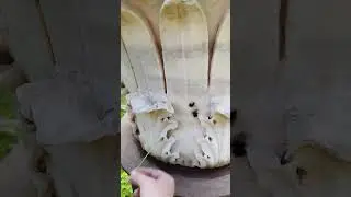 Соломинка входит и выходит в камень😜
