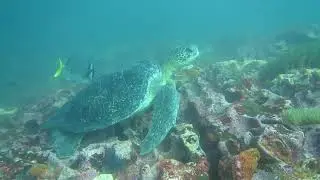 Galapagos Divivng - Beagle and Daphne Rocks