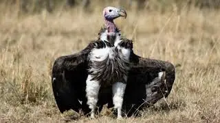 Vulture sound effect|The king of the dead