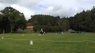 Springbush CNC95 Dressage