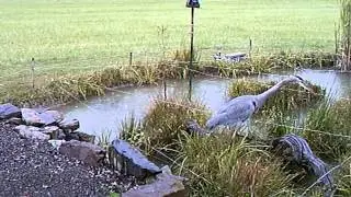 Blue Heron Tests our Goldfish Pond Wire Deterrent System