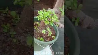 सुबह सुबह बगिया का नजारा#gardening 