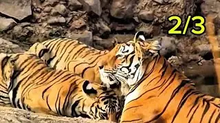 Can the South China Tiger Really Survive in the Wild? #TigerSurvival #EndangeredPredator