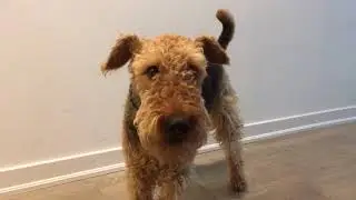 Airedales Love to Talk