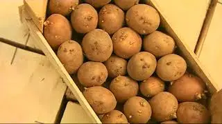 Pomme de terre : Une large gamme de plants