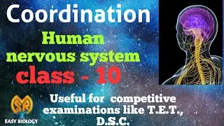Coordination in animals ( Human Nervous System)