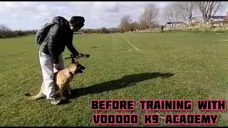 Bike Reactivity 🚲 Behavioural Adjustment Training at Voodoo K9 Academy