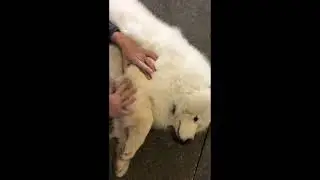 Как лечить горячие точки у собак с помощью COAT DEFENSE&reg; canine!