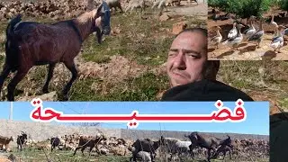 هدشي لي وقع ليا اليوم في مزرعة بلادي