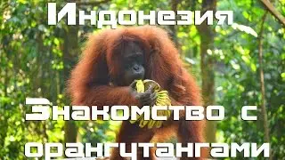 Индонезия Букит Лаванг и знакомство с орангутанами