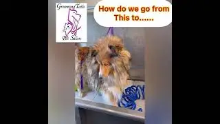 Deshed on a sheltie