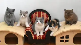 Kittens S ❤ From 56 days to 75 days ❤ *14.04.2025 ❤ British Shorthair Kittens in Vienna