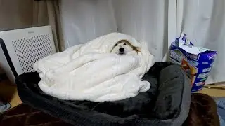今宵もみんなに遊ば・・心配されて巻かれるモモさん