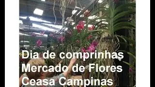 Dia de comprinhas na Ceasa de Campinas - Mercado das Flores