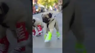 Pug Puppies Try Walking in Shoes&hellip; and Fail Hilariously 😂🐶 | #pug #puppies #shorts