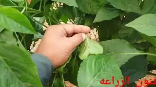 فنون زراعيه | حلقه 52 | العفن الهبابى (العفن السخامى) وطريقة القضاء عليه