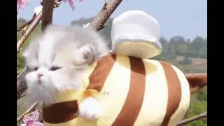 Just Kitten Things
