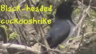 Black-headed cuckooshrike (m)