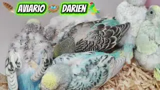 Revisando Nidos 🪺 #birds #periquitosaustralianos #aves #lovebirds #aviario #periquitos #nidos 