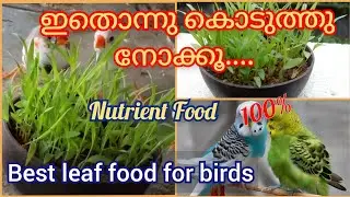 #Finches/love_birds_best_nutrient food_leafes | budgies food leafes |finches food leafes #globalvlog
