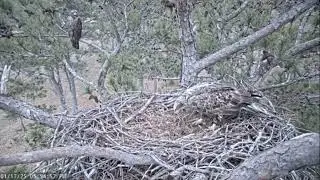 Berry College Eagles~Two Sub Adults Visit-Missy Is Not Happy When She Arrives To Left Branch_1/17/25