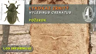 Lykokaz zrnit&yacute; (Hylesinus crenatus) - požerok