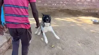 Whiskey Akita Breed full happy 😆 @dogloverprakash