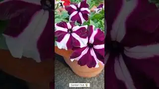 Rare Imported Petunia Flower Seeds Online Shopping 🛒 #petunia #flowers #plants #garden