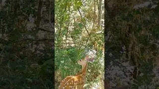 Fawn #deer #fawn #nature #wildlife #gamecam #trail camera