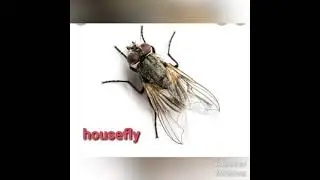 Insects Name