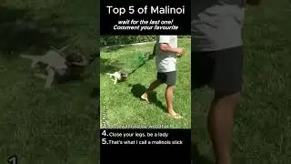 Top 5 of Malinos #animals #dog #malinois #dogs