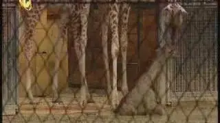 Giraffe Birth