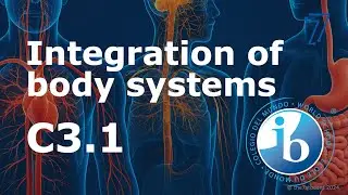 2025 IB Biology &ndash; C3.1 Integration of Body Systems