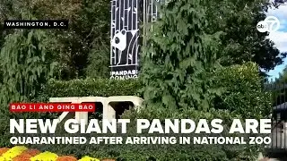 New giant pandas from China arrive at their home in the National Zoo