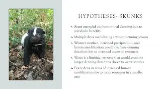 Dr. Katelyn Amspacher on the ecology of striped skunks
