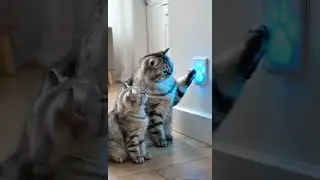 The Secret Cat Door That Blew My Mind 😱🐾 | Cute Scottish Fold Family