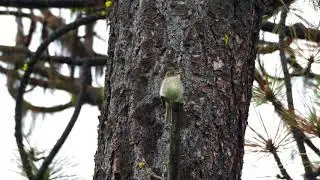 Dusky Flycatcher calls