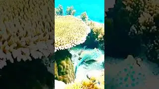 STRINGAY FISH #shorts #shortsvideo #shortsyoutube #viral