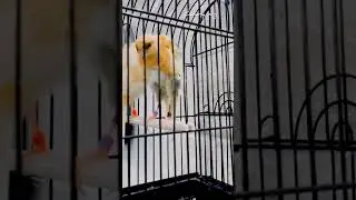 Two Curly-Feather Canaries Displaying Their Beauty in a Black Show Cage